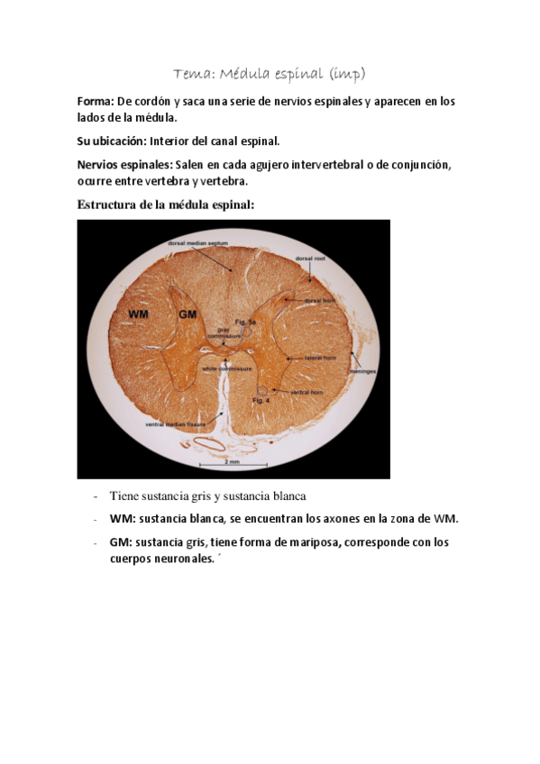 Miniatura del documento tema-medula-espinal.pdf
