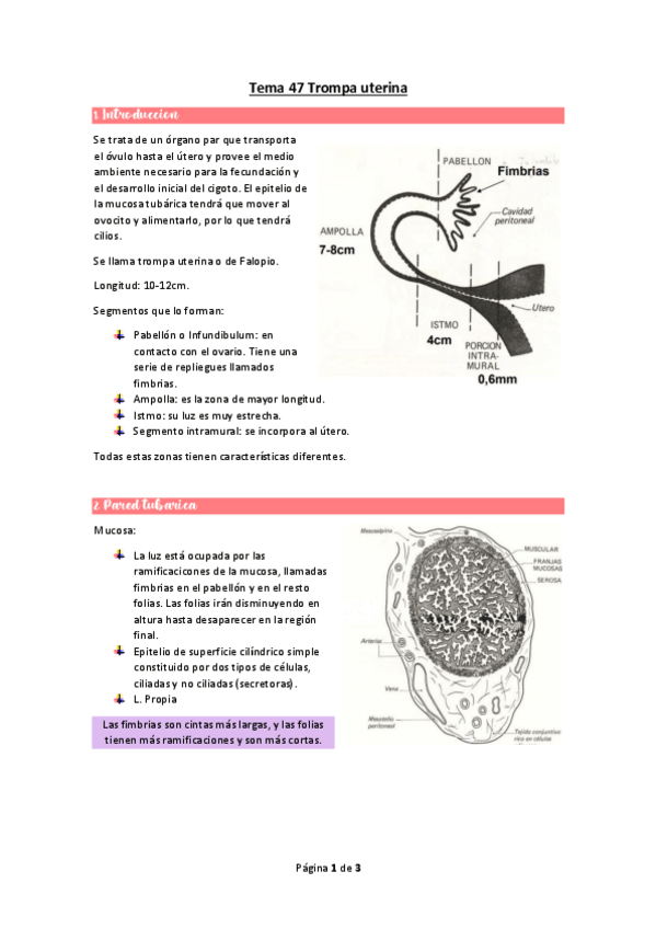 Miniatura del documento wuolah-free-Tema-47-Trompa-uterinagulagfree.pdf