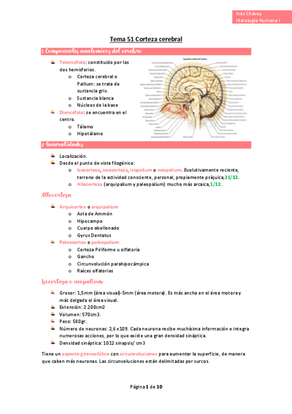 Miniatura del documento wuolah-free-Tema-51-Corteza-cerebralgulagfree.pdf