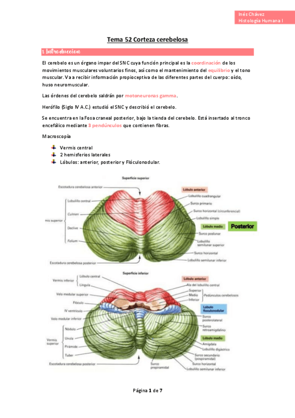 Miniatura del documento wuolah-free-Tema-52-Corteza-cerebelosagulagfree.pdf