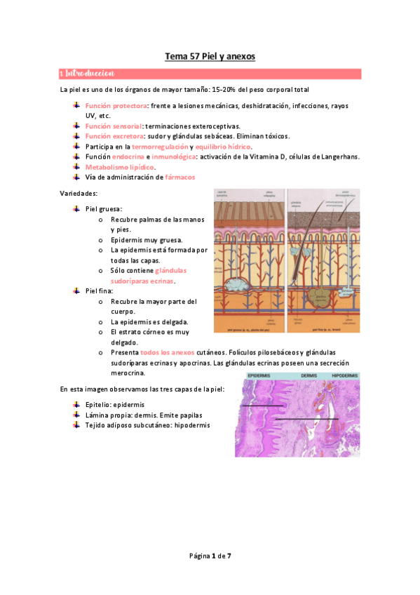 Miniatura del documento wuolah-free-Tema-57-Piel-y-anexosgulagfree.pdf
