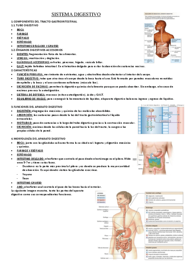 Miniatura del documento SISTEMA-DIGESTIVO.pdf