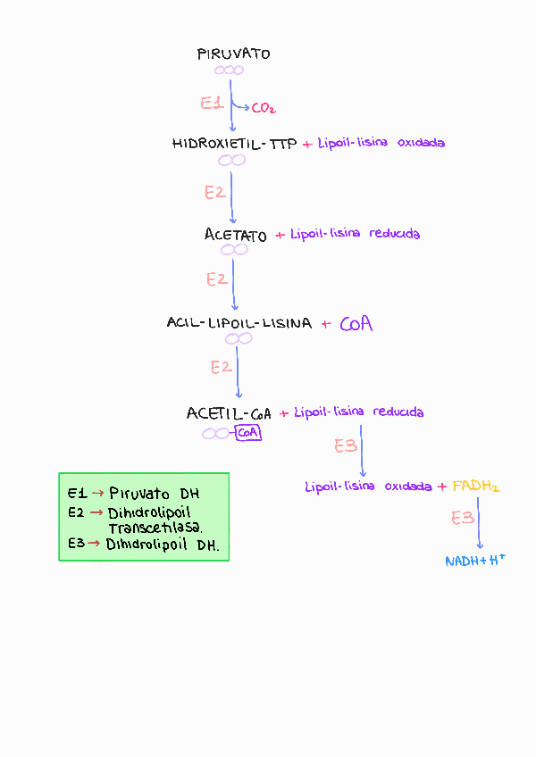 Miniatura del documento Descarboxilación oxidativa.pdf