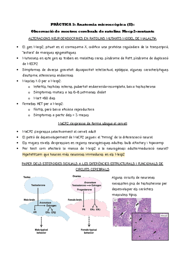 Miniatura del documento PRACTICA-3-neuro.pdf