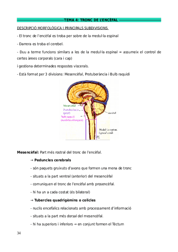 Miniatura del documento TEMA-4-TRONC-DE-LENCEFAL.pdf