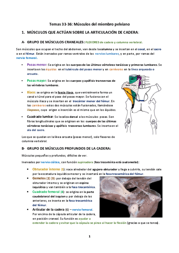 Miniatura del documento Temas 33-36: M. pelviano (3º parcial).pdf