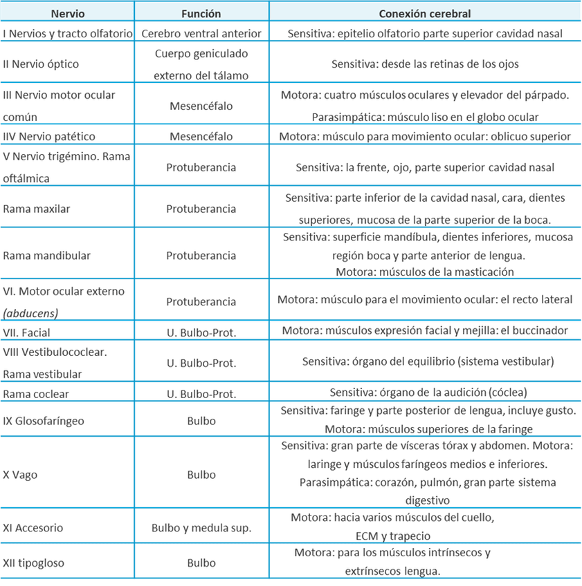 Miniatura del documento Pares-craneales.png