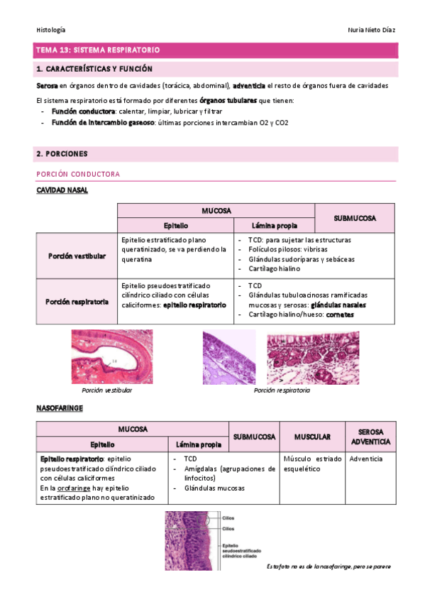 Miniatura del documento TEMA 13 - Sistema respiratorio.pdf