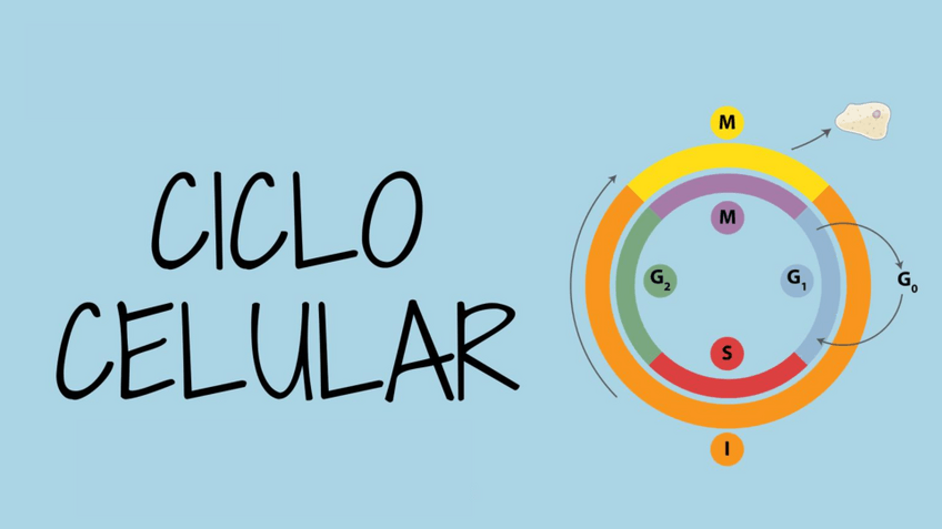 Miniatura del documento CICLO-CELULAR.pdf