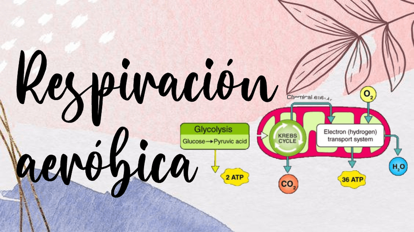 Miniatura del documento Respiracion-aerobica.pdf