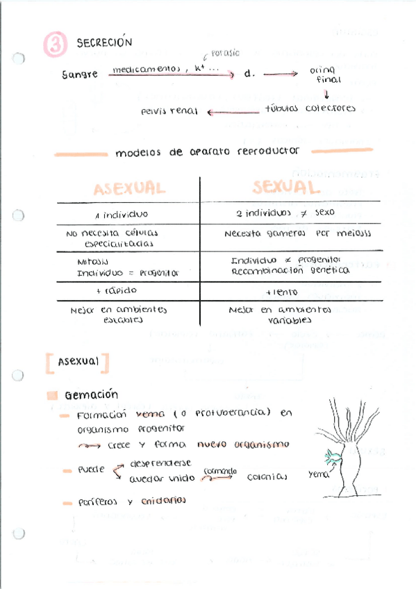 Miniatura del documento Modelos-de-APARATO-REPRODUCTOR.pdf