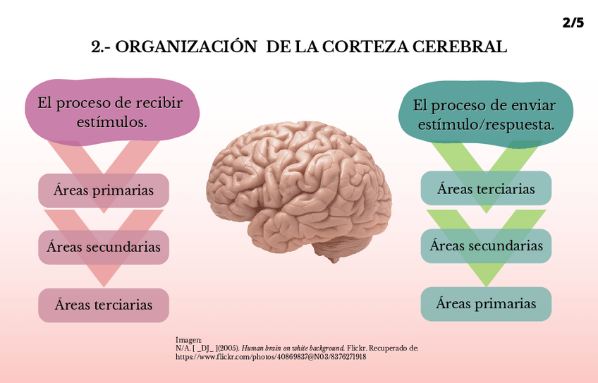 Miniatura del documento ORGANIZACION-CEREBRAL-DE-LOS-SISTEMAS-FUNCIONALES.pdf