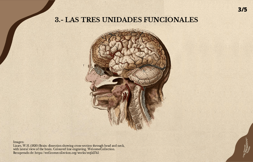 Miniatura del documento LAS-TRES-UNIDADES-FUNCIONALES.pdf