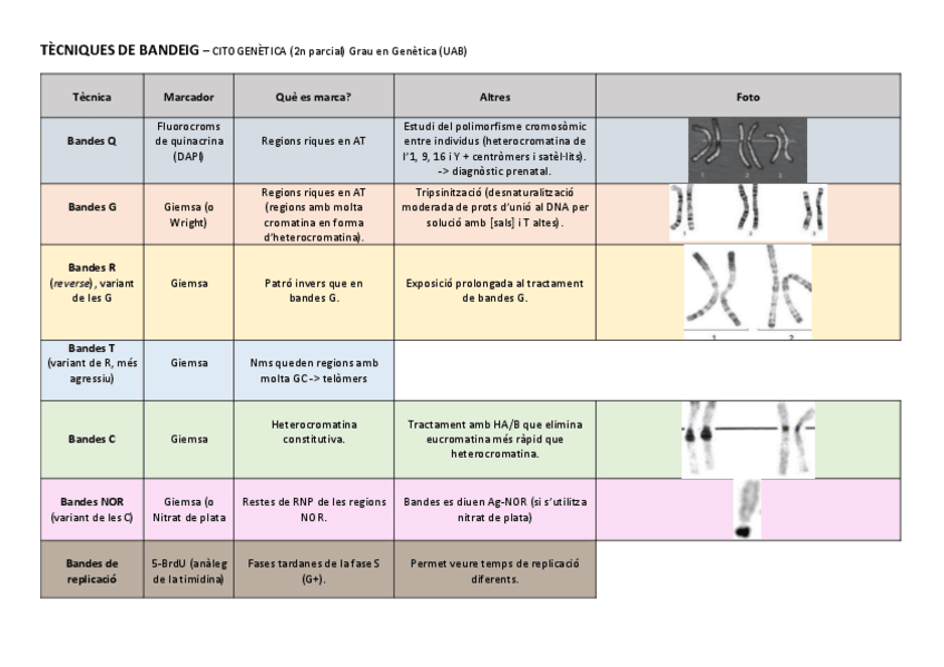 Miniatura del documento Tecniques-Identificacio-Taula-CItogenetica.pdf
