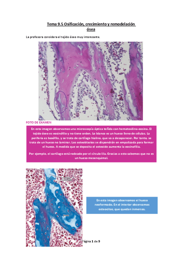 Miniatura del documento Tema-9.5-Osificacion-crecimiento-y-remodelacion-osea.pdf