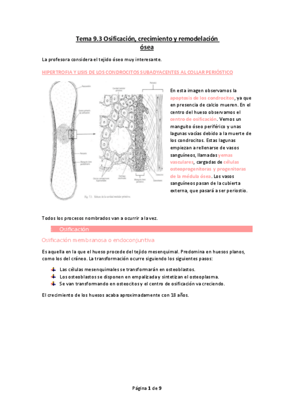 Miniatura del documento Tema-9.3-Osificacion-crecimiento-y-remodelacion-osea.pdf
