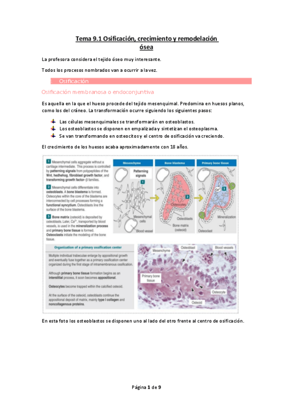 Miniatura del documento Tema-9.1-Osificacion-crecimiento-y-remodelacion-osea.pdf