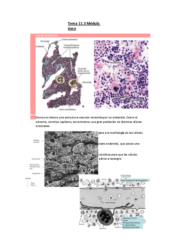 Miniatura del documento Tema-11.3-Medula-osea.pdf