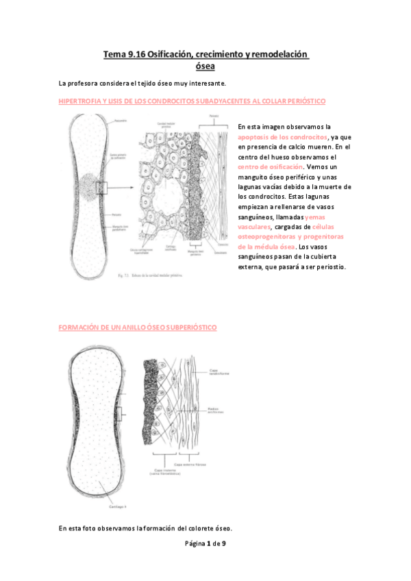 Miniatura del documento Tema-9.16-Osificacion-crecimiento-y-remodelacion-osea.pdf