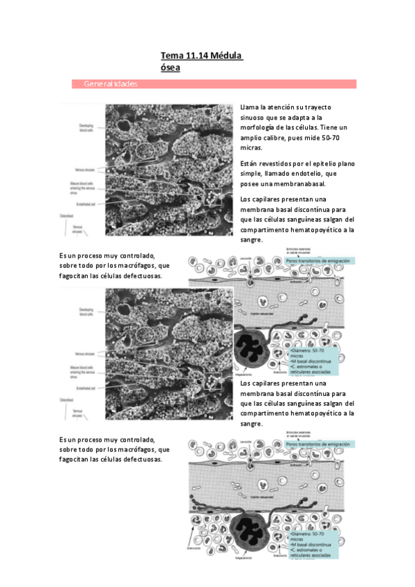 Miniatura del documento Tema-11.14-Medula-osea.pdf
