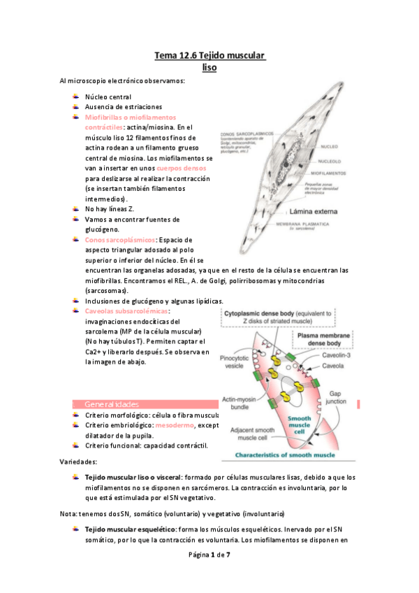 Miniatura del documento Tema-12.6-Tejido-muscular-liso.pdf