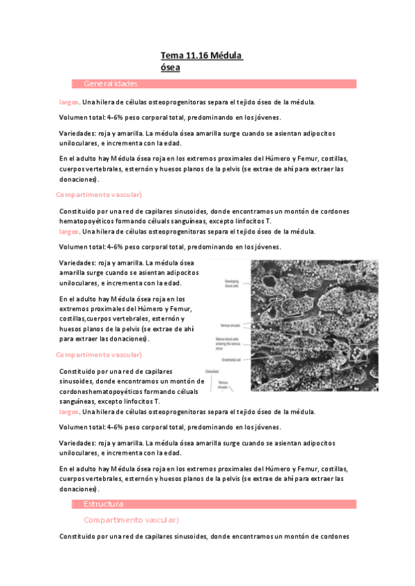 Miniatura del documento Tema-11.16-Medula-osea.pdf