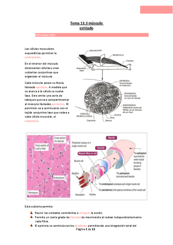 Miniatura del documento Tema-13.3-musculo-estriado.pdf