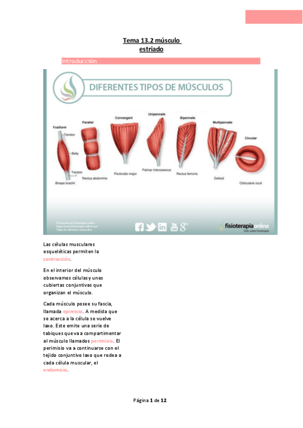 Miniatura del documento Tema-13.2-musculo-estriado.pdf