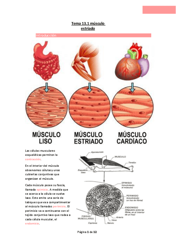 Miniatura del documento Tema-13.1-musculo-estriado.pdf