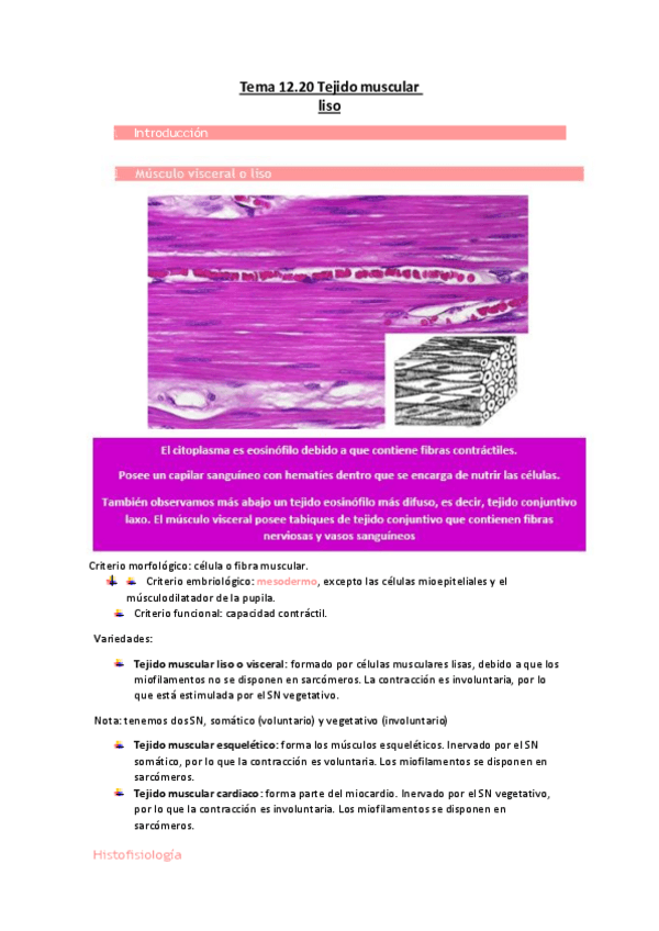 Miniatura del documento Tema-12.20-Tejido-muscular-liso.pdf
