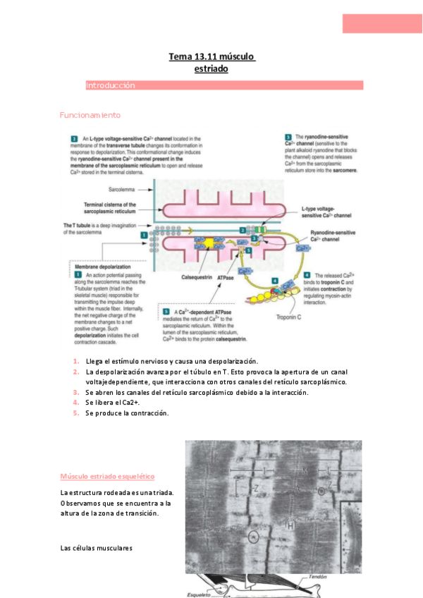 Miniatura del documento Tema-13.11-musculo-estriado.pdf