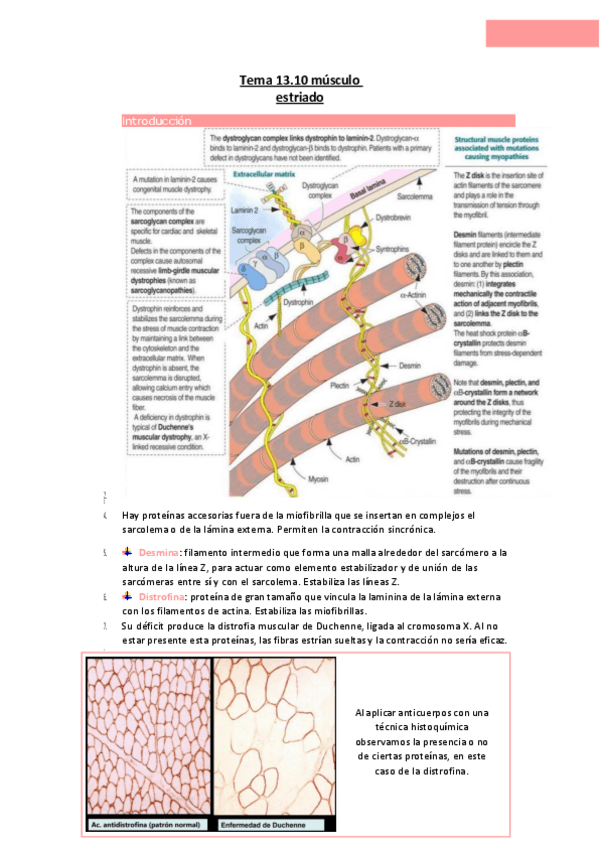 Miniatura del documento Tema-13.10-musculo-estriado.pdf