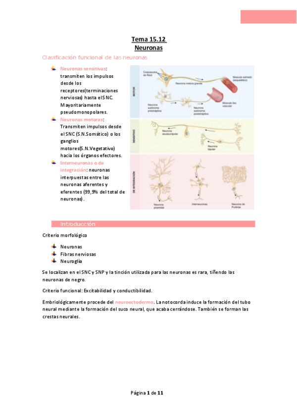 Miniatura del documento Tema-15.12-Neuronas.pdf