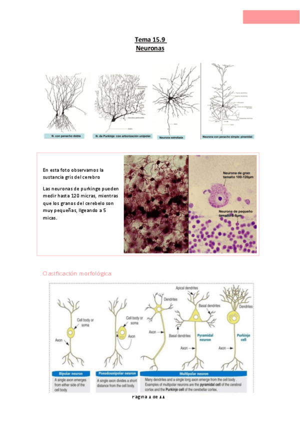 Miniatura del documento Tema-15.9-Neuronas.pdf