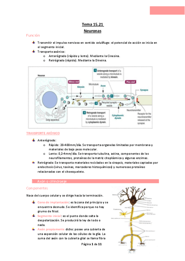 Miniatura del documento Tema-15.21-Neuronas.pdf
