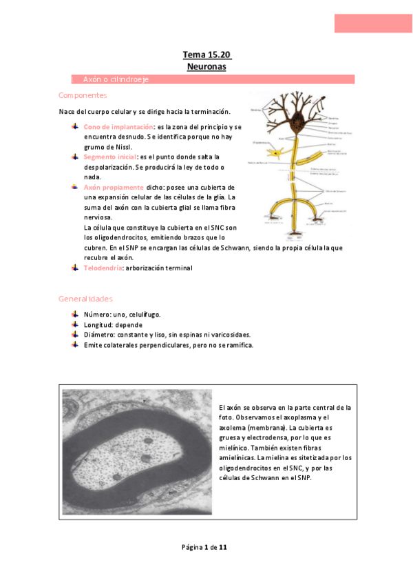 Miniatura del documento Tema-15.20-Neuronas.pdf