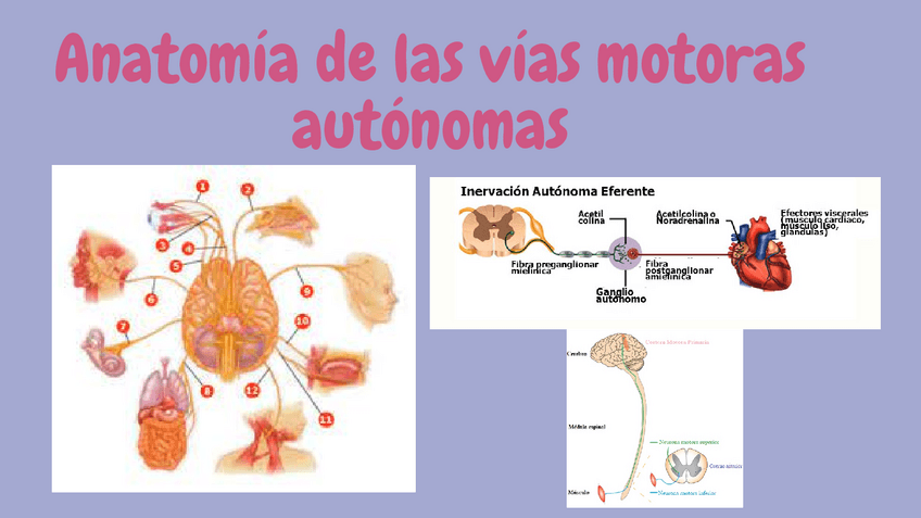 Miniatura del documento Anatomia-de-las-vias-motoras-autonomas.pdf
