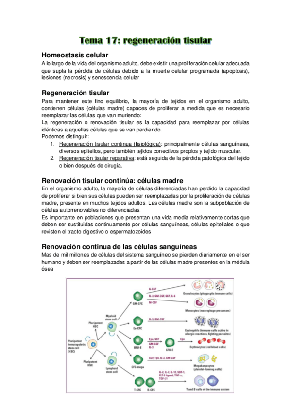 Miniatura del documento REGENERACION-TISULAR.pdf