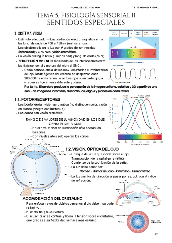 Miniatura del documento Tema-5-Fisiologia-Sensorial-I.pdf