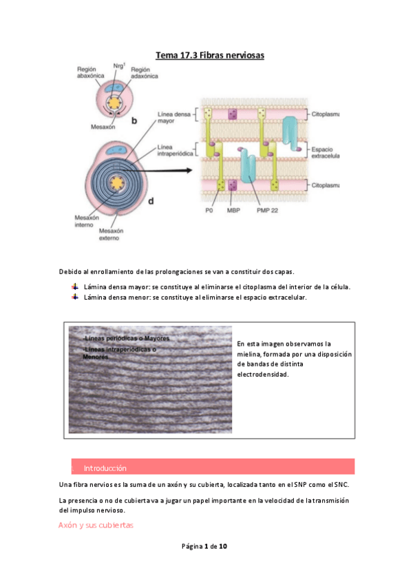Miniatura del documento Tema-17.pdf