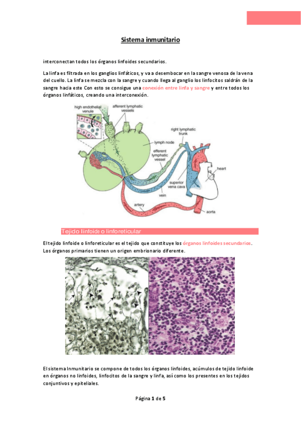 Miniatura del documento Sistema-inmune-2.pdf
