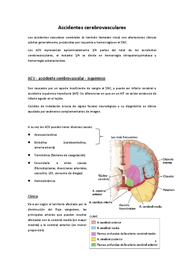 Miniatura del documento Accidentes-cerebrovasculares.pdf