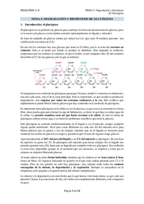 Miniatura del documento TEMA-5.-DEGRADACION-Y-BIOSINTESIS-DE-GLUCOGENO.pdf