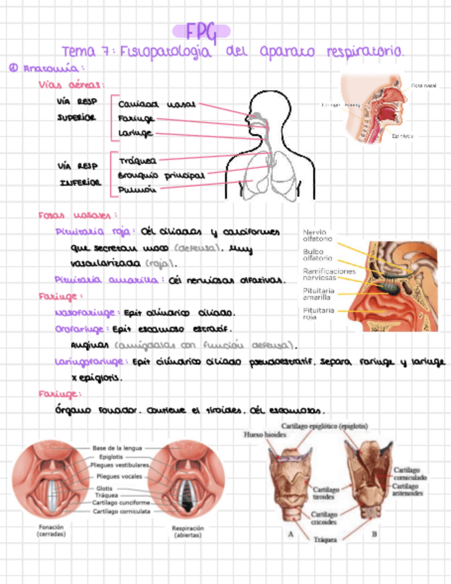 Miniatura del documento FPG-Tema-7-Fisiopatologia-Del-Aparato-Respiratorio..pdf