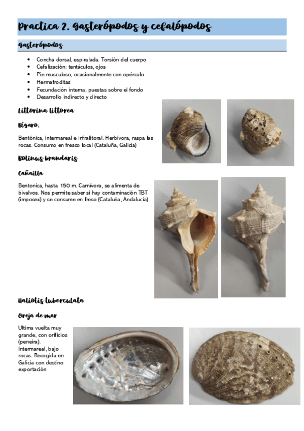 Miniatura del documento Practica-2.-Gasteropodos-y-Cefalopodos.pdf