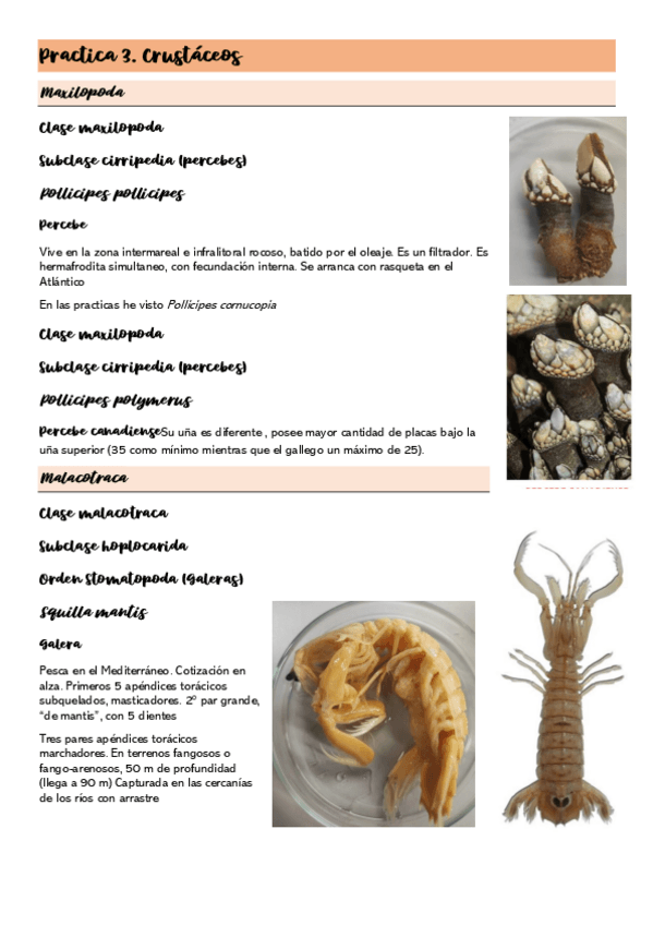Miniatura del documento Practica-3.Crustaceos.pdf