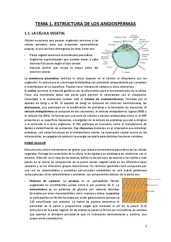 Miniatura del documento RESUMEN-APUNTES-BIO-II-TEMAS-1-10.pdf