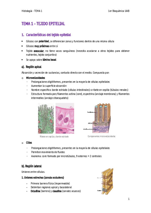 Miniatura del documento Tema-1-TEJIDO-EPITELIAL.pdf
