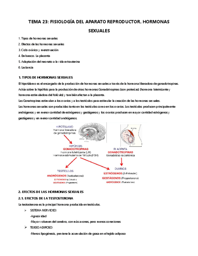 Miniatura del documento TEMA-23.-HORMONAS-SEXUALES.pdf