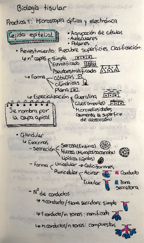 Miniatura del documento Practicas-de-biologia-tisular.pdf